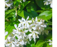 Toscaanse jasmijn - Trachelospermum jasminoides