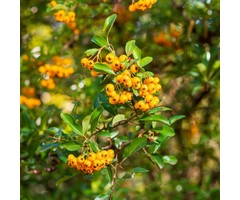 Vuurdoorn - Pyracantha 'Soleil d'Or'
