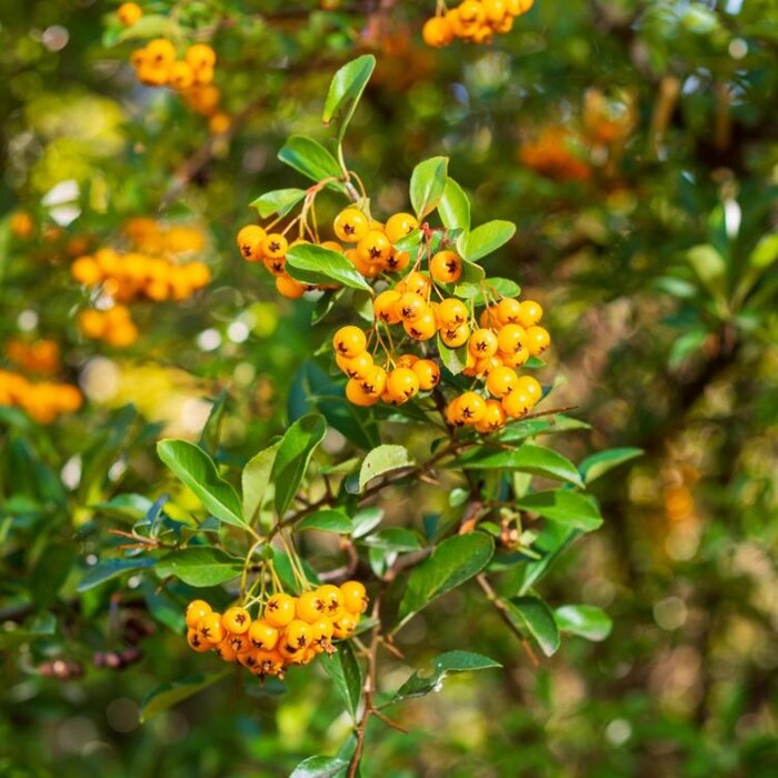 Vuurdoorn  - Pyracantha 'Soleil d'Or'