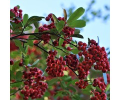 Vuurdoorn - Pyracantha 'Saphyr Rouge'