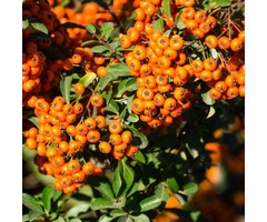 Vuurdoorn - Pyracantha 'Saphyr Orange'