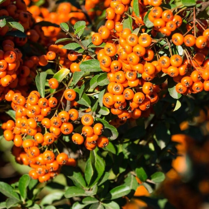 Vuurdoorn  - Pyracantha 'Saphyr Orange'