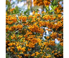 Vuurdoorn - Pyracantha 'Saphyr Jaune'