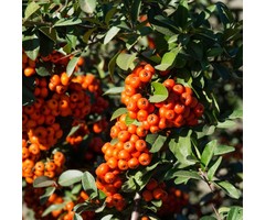 Vuurdoorn - Pyracantha 'Orange Glow'