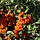 Vuurdoorn  - Pyracantha 'Orange Glow'