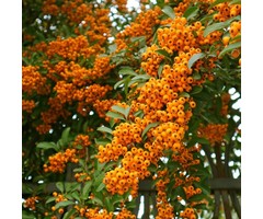 Vuurdoorn - Pyracantha 'Orange Charmer'