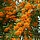 Vuurdoorn  - Pyracantha 'Orange Charmer'