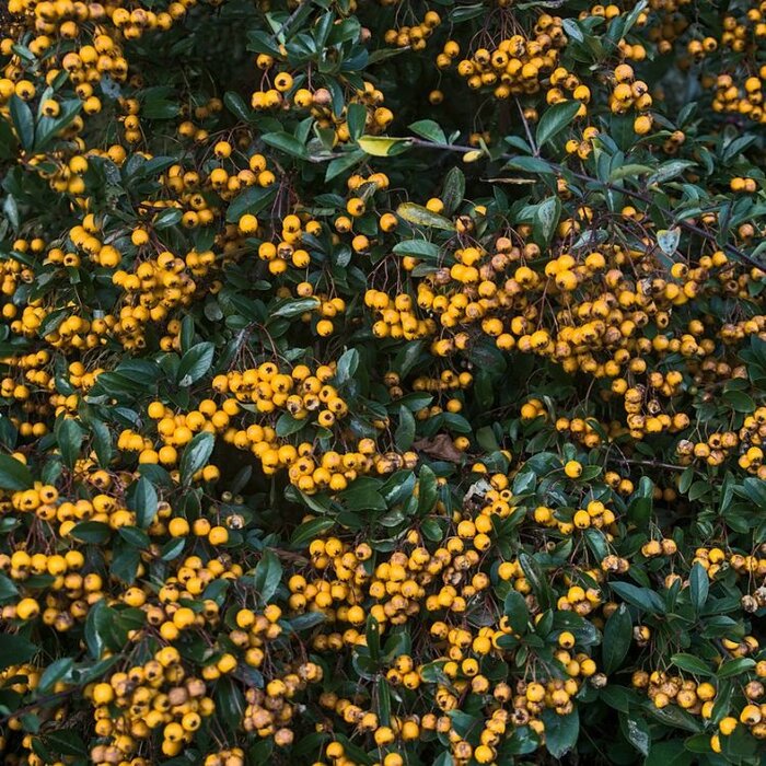 Vuurdoorn  - Pyracantha 'Golden Charmer'