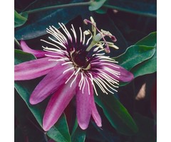 Passiebloem - Passiflora 'Victoria'