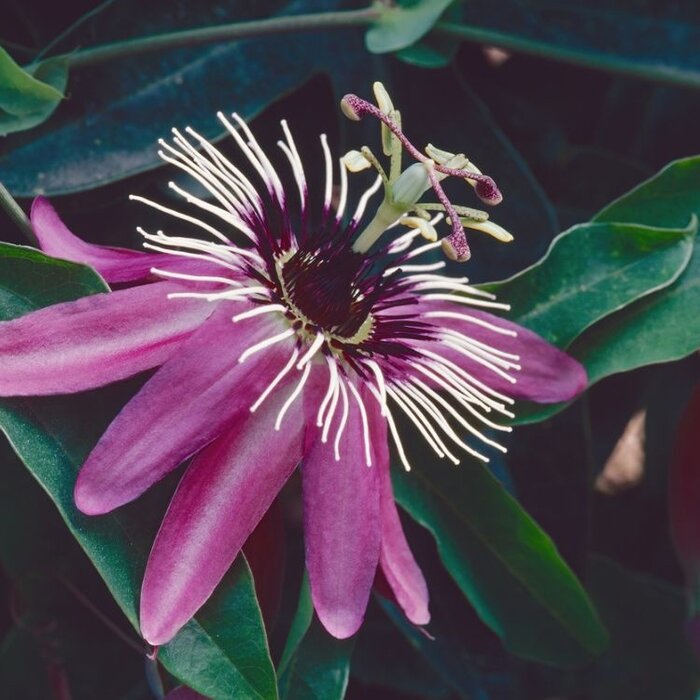 Passiebloem - Passiflora 'Victoria'