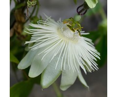 Passiebloem - Passiflora 'Snow Queen'