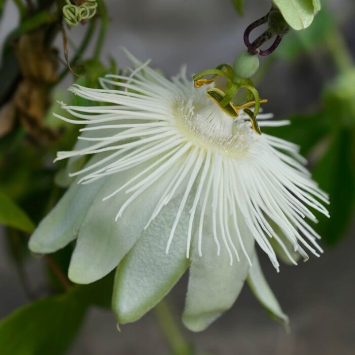 Passiebloem - Passiflora 'Snow Queen'