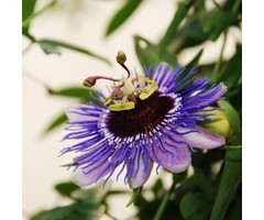 Passiebloem - Passiflora 'Purple Haze'