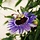Passiebloem - Passiflora 'Purple Haze'