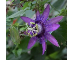 Passiebloem - Passiflora 'Lavender Lady'