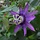 Passiebloem - Passiflora 'Lavender Lady'