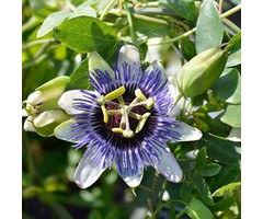Passiebloem - Passiflora 'Damsel's Delight'