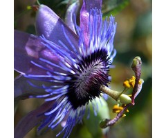 Passiebloem - Passiflora 'Amethyst'