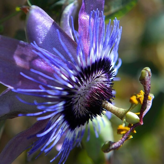 Passiebloem - Passiflora 'Amethyst'