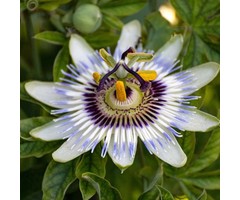 Passiebloem - Passiflora caerulea