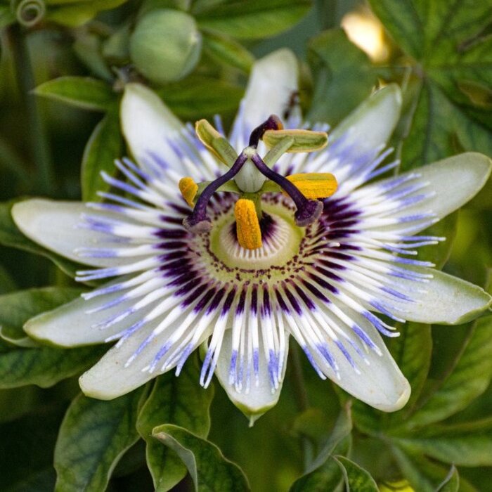 Passiebloem - Passiflora caerulea