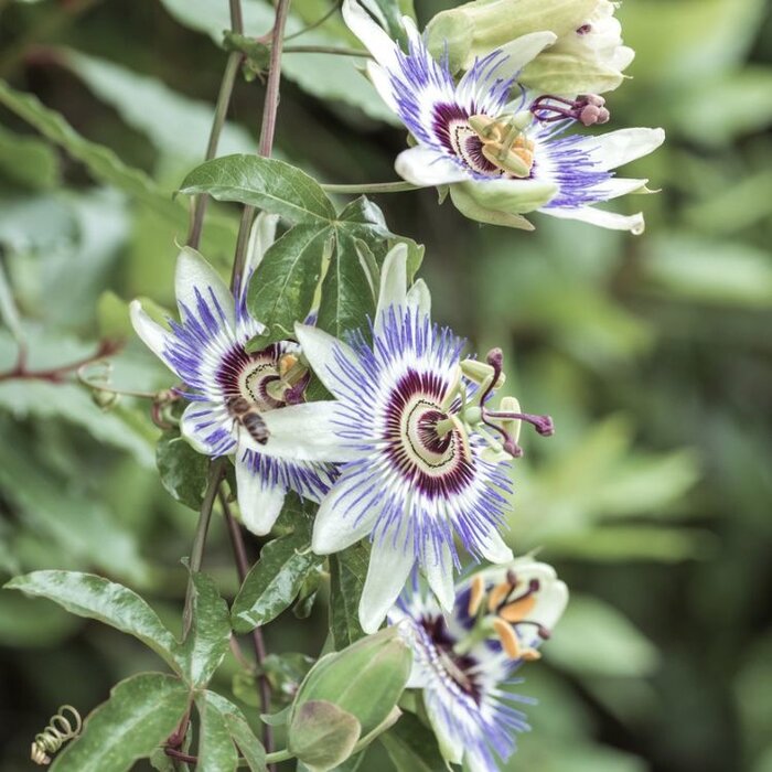 Passiebloem - Passiflora caerulea