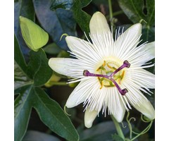 Passiebloem - Passiflora caerulea 'Constance Elliott'