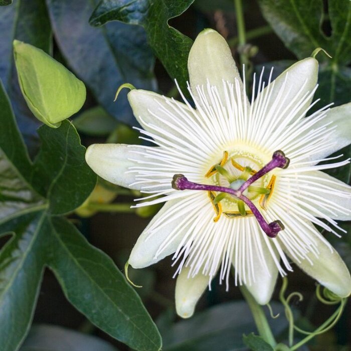 Passiebloem - Passiflora caerulea 'Constance Elliott'