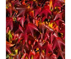 Wilde wingerd - Parthenocissus tricuspidata 'Veitchii Robusta'