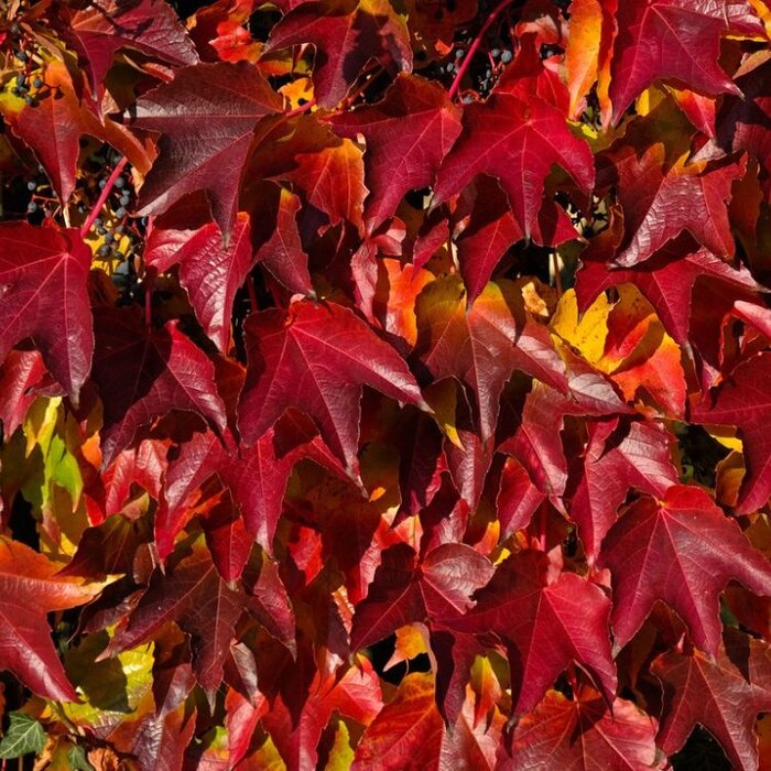 Wilde wingerd - Parthenocissus tricuspidata 'Veitchii Robusta'
