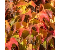 Wilde wingerd - Parthenocissus tricuspidata 'Veitchii'