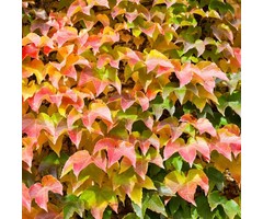 Wilde wingerd - Parthenocissus tricuspidata 'Green Spring'