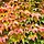 Wilde wingerd - Parthenocissus tricuspidata 'Green Spring'