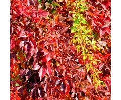 Wilde wingerd - Parthenocissus quinquefolia engelmannii