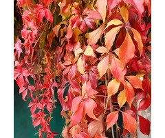 Wilde wingerd - Parthenocissus quinquefolia