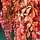 Wilde wingerd - Parthenocissus quinquefolia