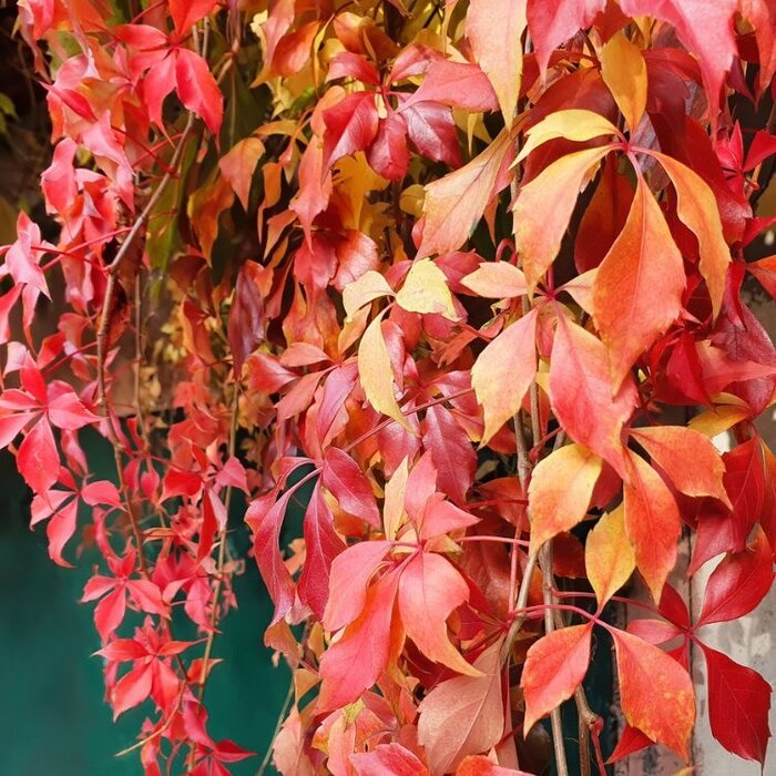 Wilde wingerd - Parthenocissus quinquefolia