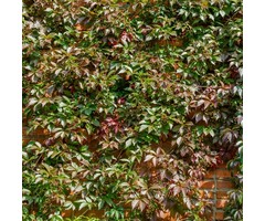 Wilde wingerd - Parthenocissus henryana