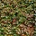 Wilde wingerd - Parthenocissus henryana