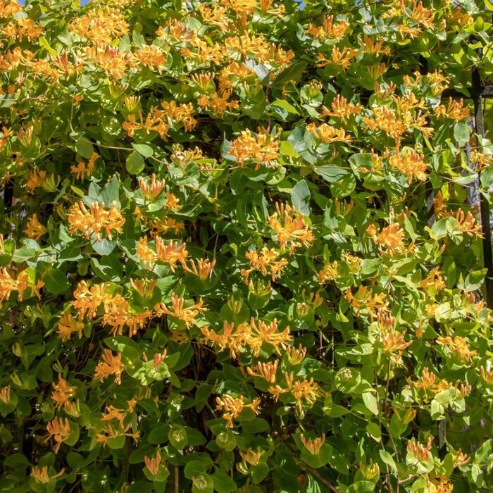 Kamperfoelie - Lonicera tellmanniana