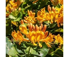 Kamperfoelie - Lonicera tellmanniana