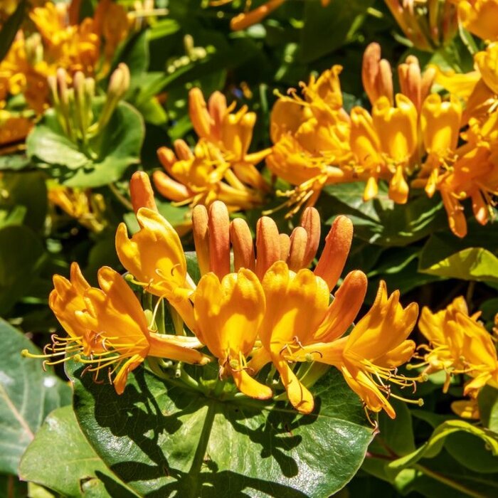 Kamperfoelie - Lonicera tellmanniana