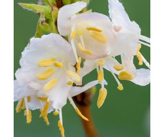 Kamperfoelie - Lonicera purpusii 'Winter Beauty'