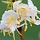 Kamperfoelie - Lonicera purpusii 'Winter Beauty'