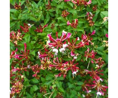 Kamperfoelie - Lonicera periclymenum 'Serotina'