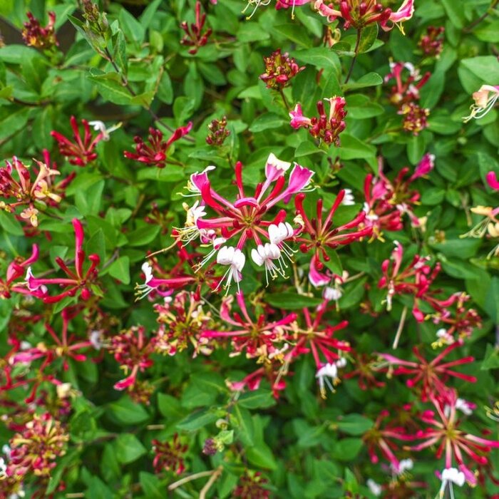 Kamperfoelie - Lonicera periclymenum 'Serotina'