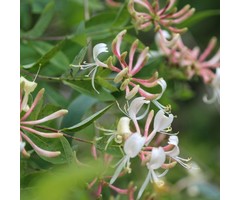 Kamperfoelie - Lonicera periclymenum 'Belgica Select'