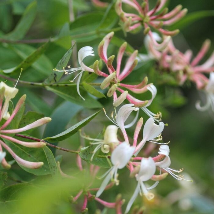 Kamperfoelie - Lonicera periclymenum 'Belgica Select'