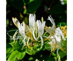 Kamperfoelie - Lonicera periclymenum