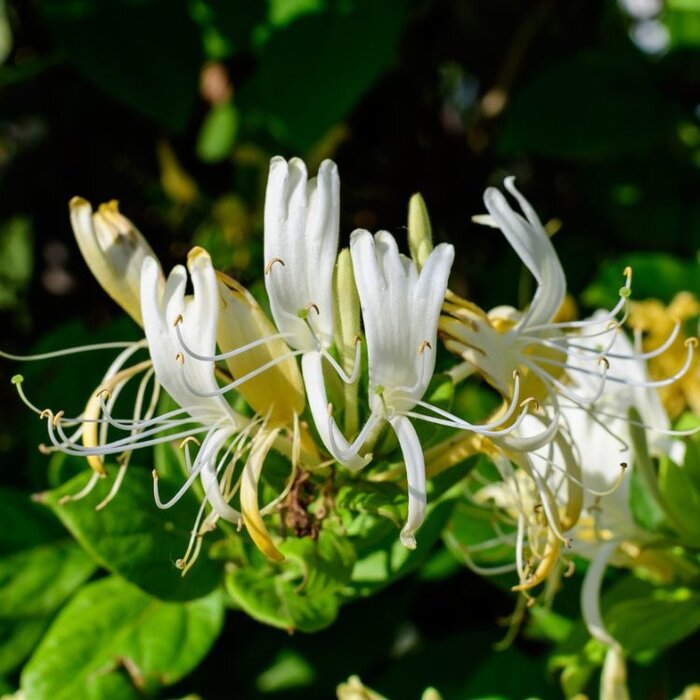 Kamperfoelie - Lonicera periclymenum